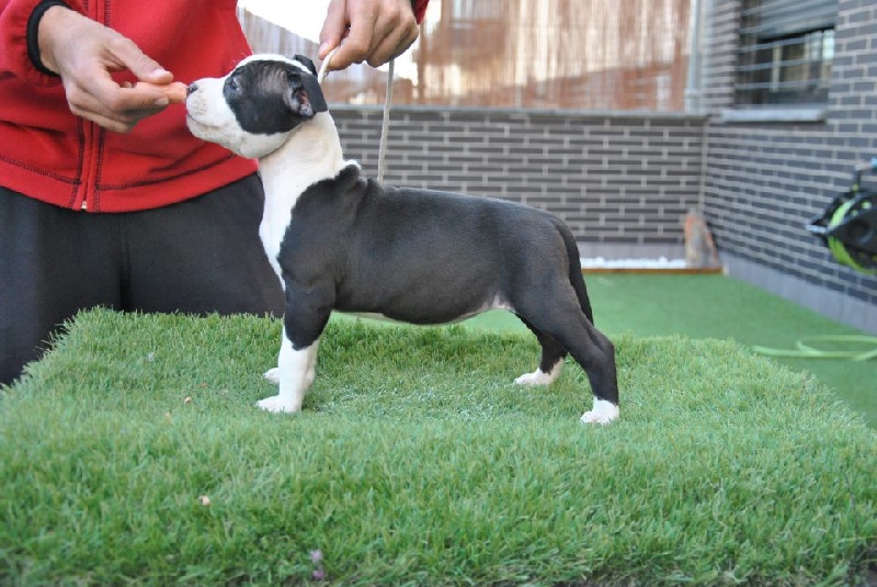 Publication : Des Gardiens De Malléa Auteur : Élevage des Gardiens de Malléa