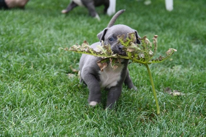 Publication : Des Gardiens De Malléa Auteur : Dominique RIBEIRO