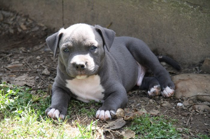 Publication : Des Gardiens De Malléa Auteur : Dominique RIBEIRO