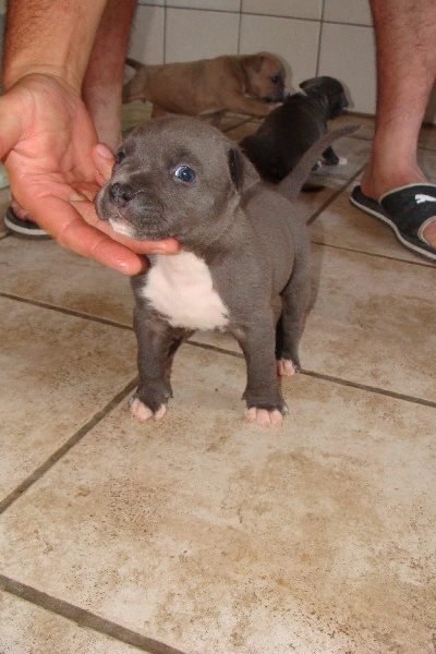 Publication : Des Gardiens De Malléa Auteur : Dominique RIBEIRO