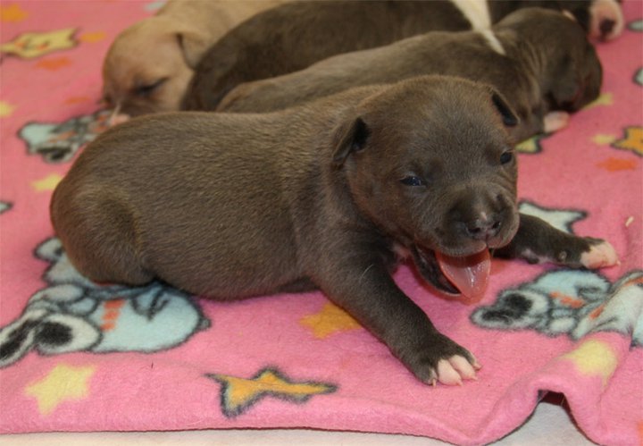 Publication : Des Gardiens De Malléa Auteur : Dominique RIBEIRO