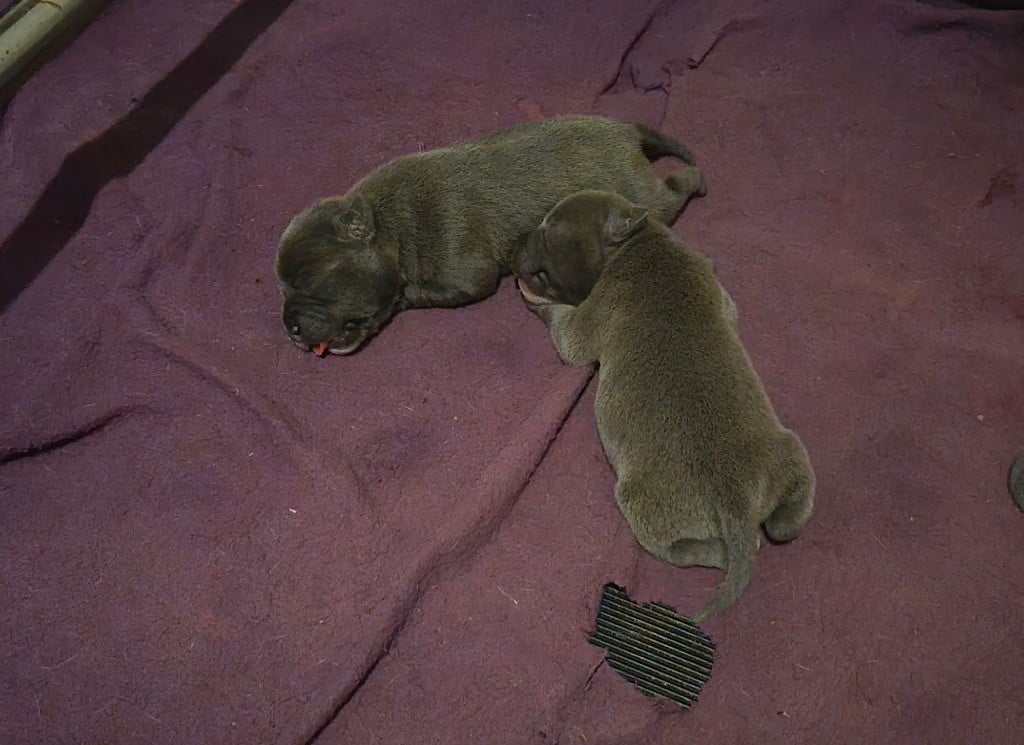 Femelle 1 - Staffordshire Bull Terrier