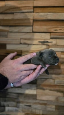 Les chiots de Staffordshire Bull Terrier