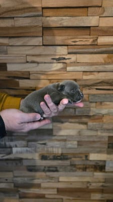 Les chiots de Staffordshire Bull Terrier