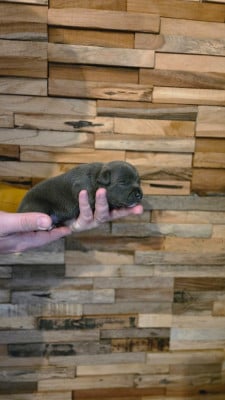 Les chiots de Staffordshire Bull Terrier