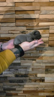 Les chiots de Staffordshire Bull Terrier