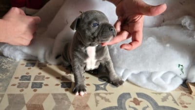 Les chiots de Staffordshire Bull Terrier