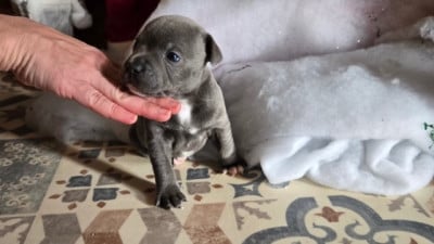 Les chiots de Staffordshire Bull Terrier