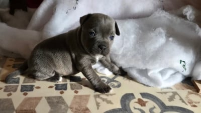 Les chiots de Staffordshire Bull Terrier