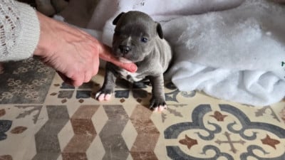 Les chiots de Staffordshire Bull Terrier