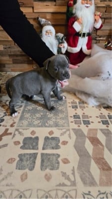 Les chiots de Staffordshire Bull Terrier