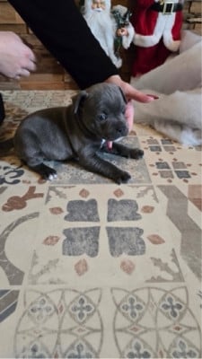 Les chiots de Staffordshire Bull Terrier