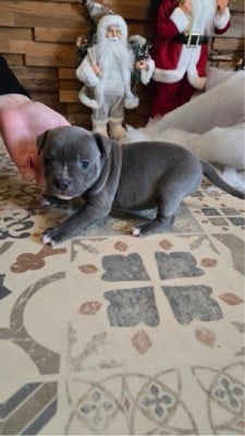 Les chiots de Staffordshire Bull Terrier