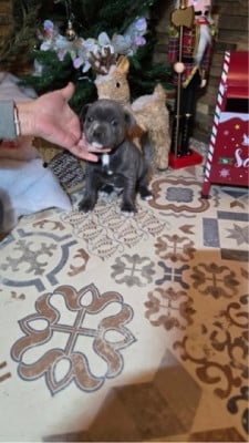 Les chiots de Staffordshire Bull Terrier