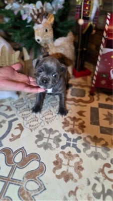 Les chiots de Staffordshire Bull Terrier