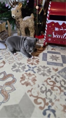 Les chiots de Staffordshire Bull Terrier