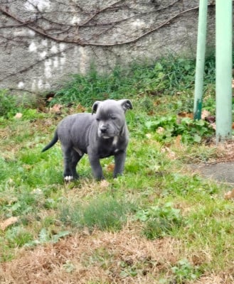 Les chiots de Staffordshire Bull Terrier