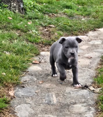 Les chiots de Staffordshire Bull Terrier