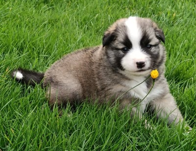 Les chiots de Berger islandais