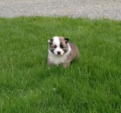 Les chiots de Berger islandais