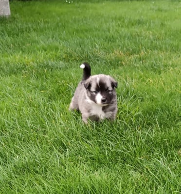 Les chiots de Berger islandais