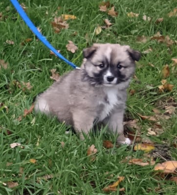 Les chiots de Berger islandais