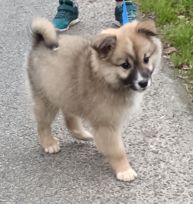 Les chiots de Berger islandais