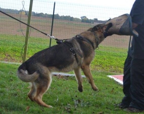 Publication : De La Villa Labrigia Auteur : La Villa Labrigia