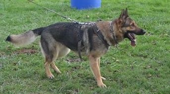 Publication : De La Villa Labrigia Auteur : La Villa Labrigia