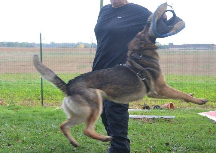 Publication : De La Villa Labrigia Auteur : La Villa Labrigia