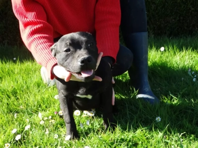 Les chiots de Staffordshire Bull Terrier