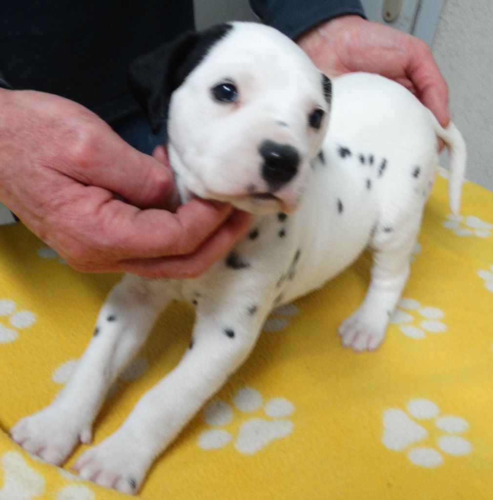 Chiot Dalmatien, femelle disponible en Bretagne, 35 Ille