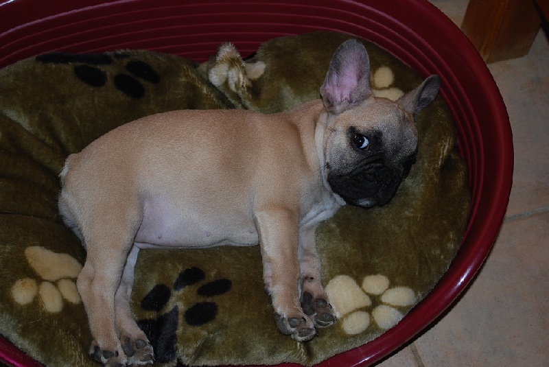 Publication : Des Lutins Des Fleurs D'anges