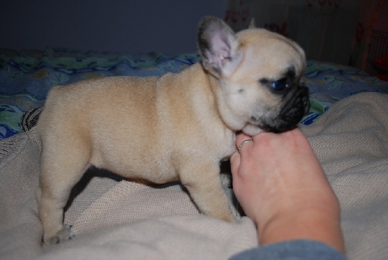 Publication : Des Lutins Des Fleurs D'anges