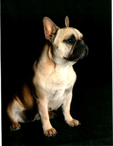 Publication : Des Lutins Des Fleurs D'anges