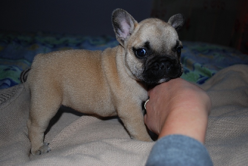 Publication : Des Lutins Des Fleurs D'anges