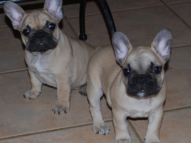 Publication : Des Lutins Des Fleurs D'anges