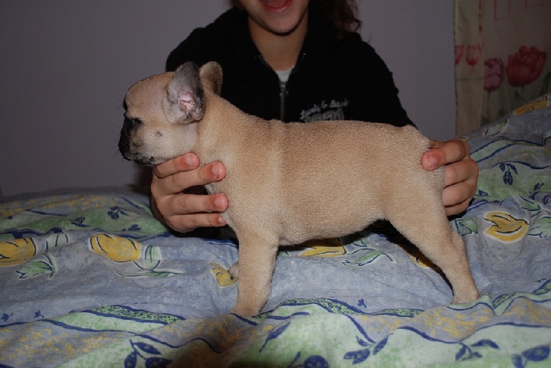 Publication : Des Lutins Des Fleurs D'anges