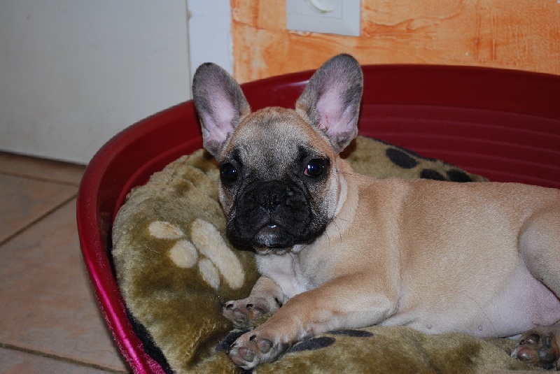 Publication : Des Lutins Des Fleurs D'anges