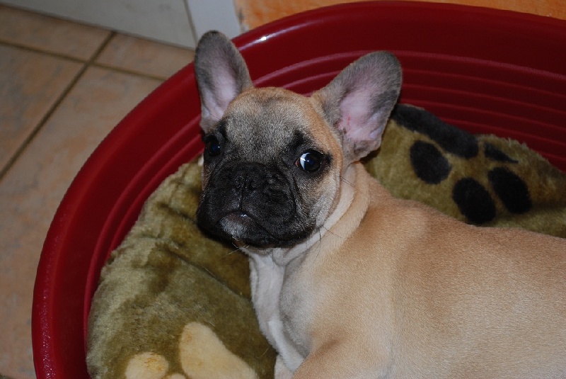 Publication : Des Lutins Des Fleurs D'anges