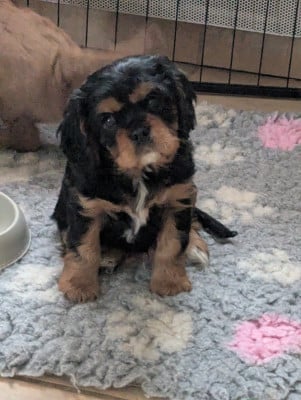 Les chiots de Cavalier King Charles Spaniel