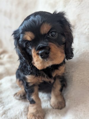 Les chiots de Cavalier King Charles Spaniel