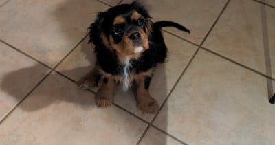 Les chiots de Cavalier King Charles Spaniel