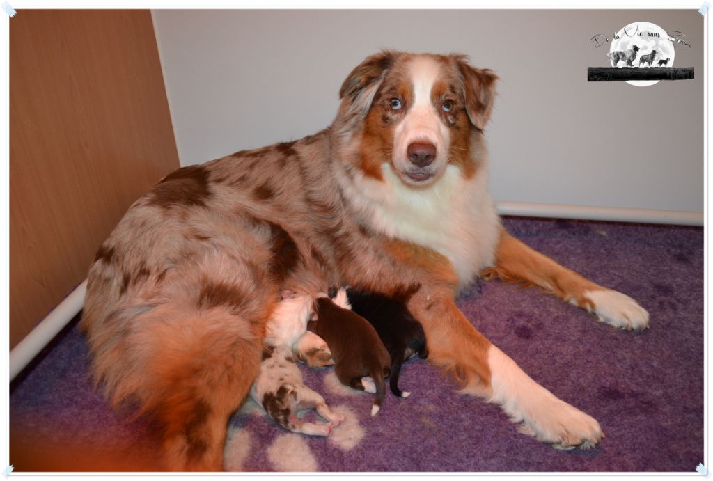 chiot Berger Australien De La Vie Sans Soucis