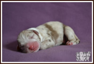 Les chiots de Berger Australien