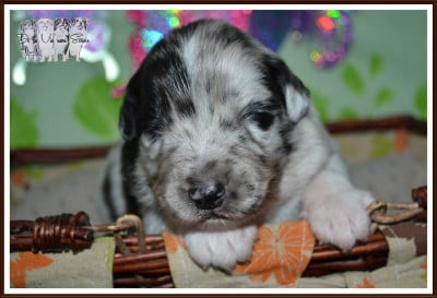Les chiots de Berger Australien