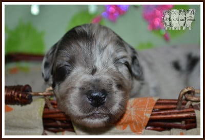 Les chiots de Berger Australien