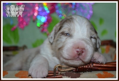 Les chiots de Berger Australien