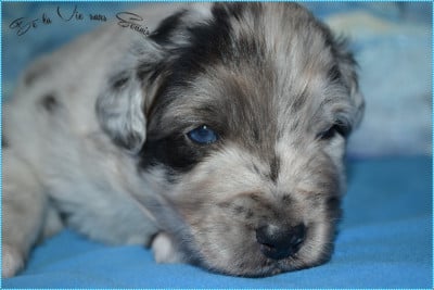 Les chiots de Berger Australien
