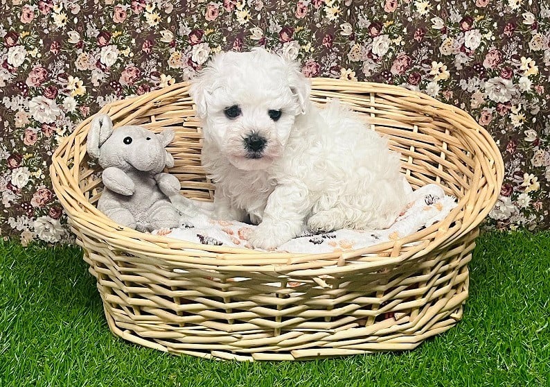 AKIRA - Bichon Frise